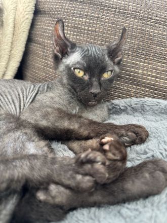 Sphynx Elfensphynx kitten dürfen bald ausziehen ❤️