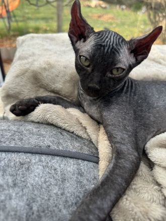 Sphynx Elfensphynx kitten dürfen bald ausziehen ❤️