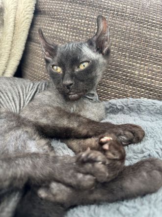 Sphynx Elfensphynx kitten dürfen bald ausziehen ❤️