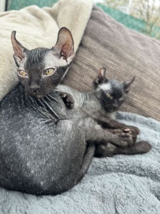 Sphynx Elfensphynx kitten dürfen bald ausziehen ❤️