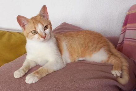 Talina, geb. ca. 11/2024 lebt in GRIECHENLAND, auf einer privaten Pflegestelle