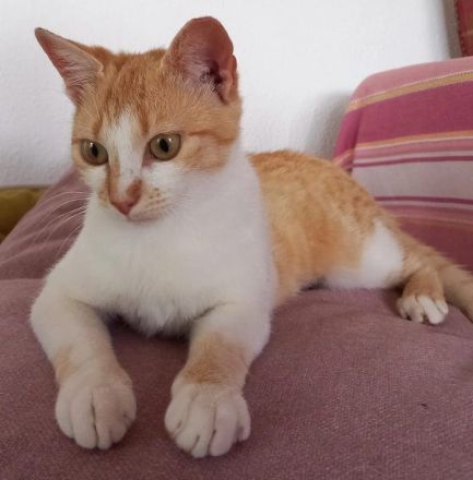 Talina, geb. ca. 11/2024 lebt in GRIECHENLAND, auf einer privaten Pflegestelle