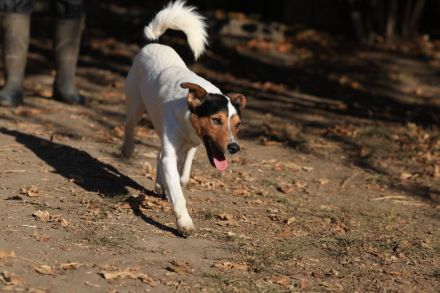 Happie - ist ein GUTE-LAUNE-HUND