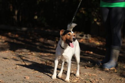 Happie - ist ein GUTE-LAUNE-HUND