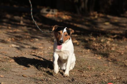 Happie - ist ein GUTE-LAUNE-HUND