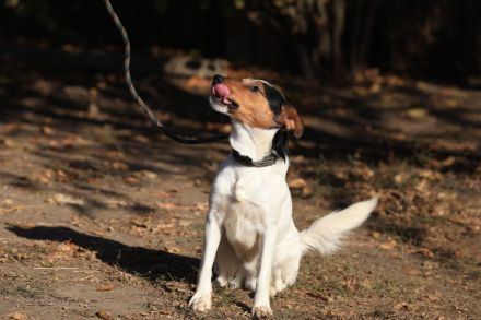 Happie - ist ein GUTE-LAUNE-HUND