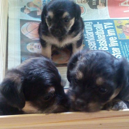 Zuckersüße & Super Aufmerksam Bolonka-Mix-Welpe-Nr.2.., sehr robuste & ausgewogene Züchtung