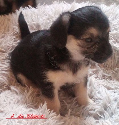 Zuckersüße & Super Aufmerksam Bolonka-Mix-Welpen..., sehr robuste & ausgewogene Züchtung