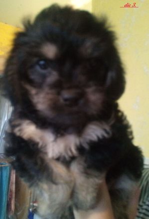 Zuckersüße & Super Aufmerksam Bolonka-Mix-Welpe-Nr.2.., sehr robuste & ausgewogene Züchtung