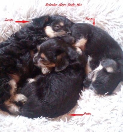 Zuckersüße & Super Aufmerksam Bolonka-Mix-Welpen..., sehr robuste & ausgewogene Züchtung