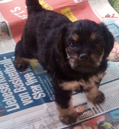Zuckersüße & Super Aufmerksam Bolonka-Mix-Welpen..., sehr robuste & ausgewogene Züchtung