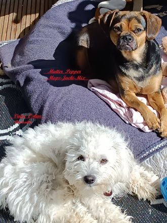 Zuckersüße & Super Aufmerksam Bolonka-Mix-Welpen..., sehr robuste & ausgewogene Züchtung