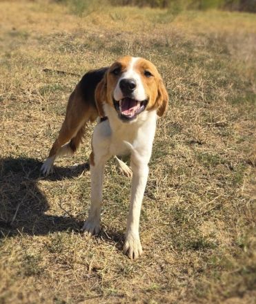 Benji ein toller Familienhund