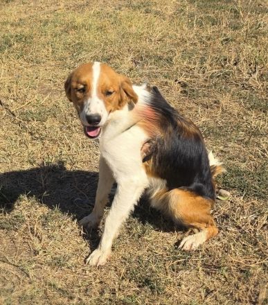 Benji ein toller Familienhund