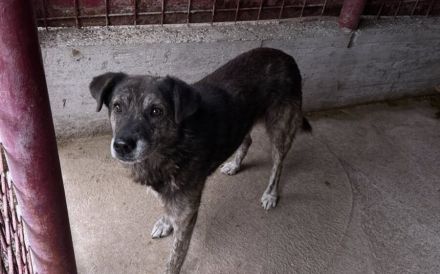 Liebevolles Zuhause gesucht für den schüchternen Dingo