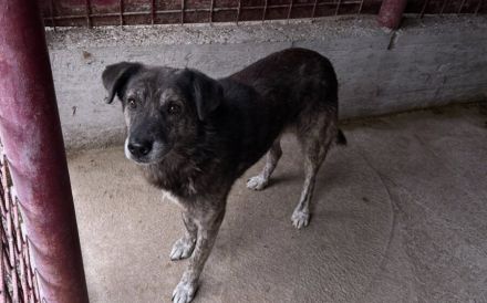 Liebevolles Zuhause gesucht für den schüchternen Dingo