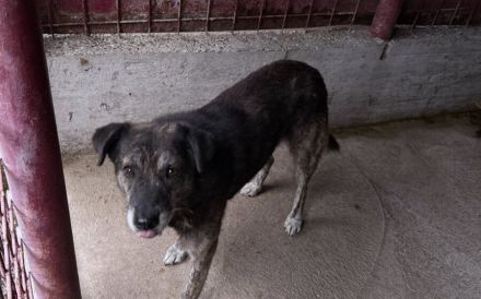 Liebevolles Zuhause gesucht für den schüchternen Dingo