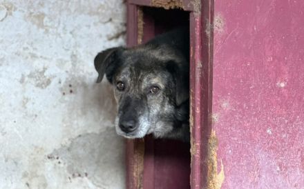 Liebevolles Zuhause gesucht für den schüchternen Dingo