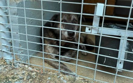 Liebevolles Zuhause gesucht für den schüchternen Dingo