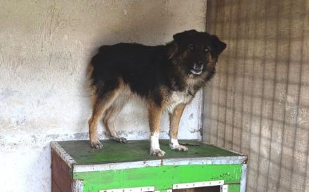 Einfühlsames Zuhause für Bodo gesucht