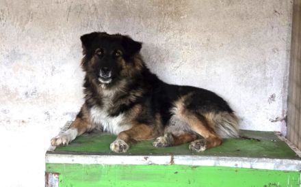 Einfühlsames Zuhause für Bodo gesucht