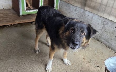 Einfühlsames Zuhause für Bodo gesucht