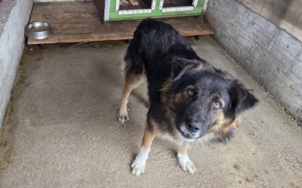 Einfühlsames Zuhause für Bodo gesucht