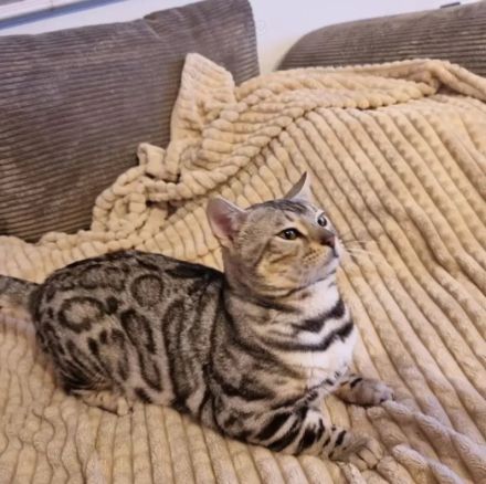 Reinrassiger Black Silver Bengal Deckkater mit Stammbaum