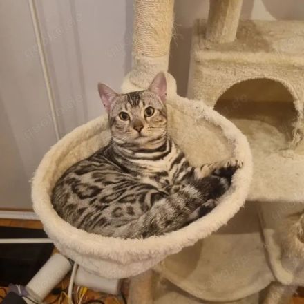 Reinrassiger Black Silver Bengal Deckkater mit Stammbaum