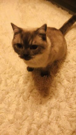 Britisch Kurzhaar Kater sucht liebevolles Zuhause