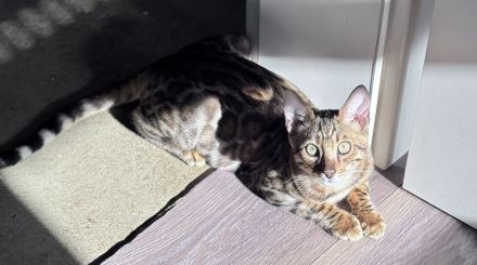 Anmutiger Kater sucht sein Königreich