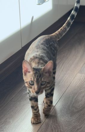 Anmutiger Kater sucht sein Königreich