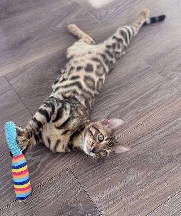 Anmutiger Kater sucht sein Königreich