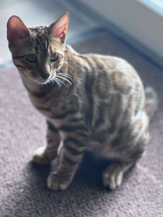 Anmutiger Kater sucht sein Königreich