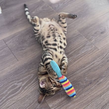 Anmutiger Kater sucht sein Königreich