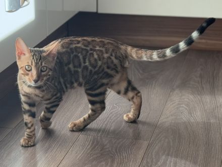 Anmutiger Kater sucht sein Königreich