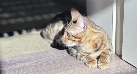 Anmutiger Kater sucht sein Königreich