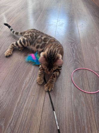 Anmutiger Kater sucht sein Königreich