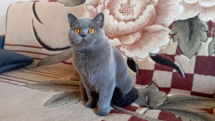 BKH-Katze in blue (Stammbaum)!