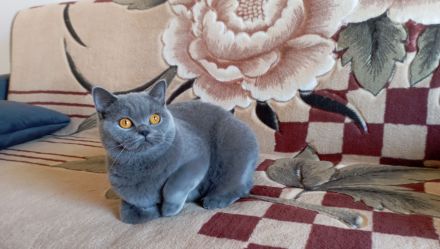 BKH-Katze in blue (Stammbaum)!