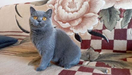 BKH-Katze in blue (Stammbaum)!