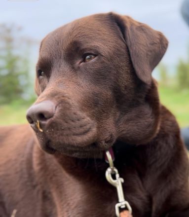 Wurfplanung braune Labradorwelpen Frühjahr 2026