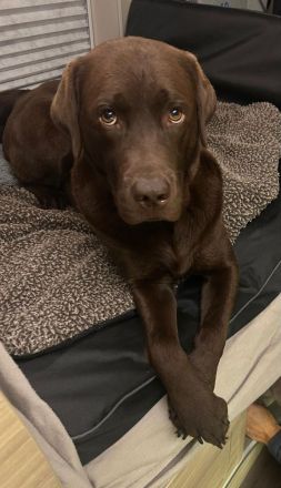 Wurfplanung braune Labradorwelpen Frühjahr 2026