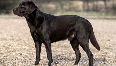 Wurfplanung braune Labradorwelpen Frühjahr 2026