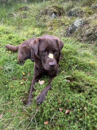 Wurfplanung braune Labradorwelpen Frühjahr 2026