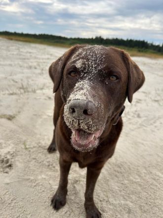 Wurfplanung braune Labradorwelpen Frühjahr 2026