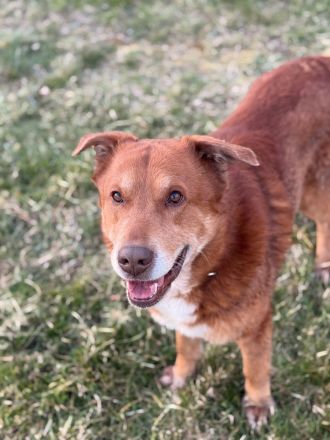 Rüde sucht Herzensdame