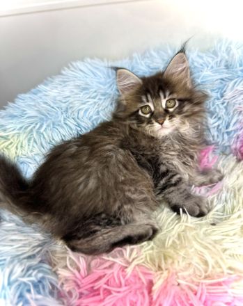Wunderschöne reinrassige Maine Coon Kitten - weiblich