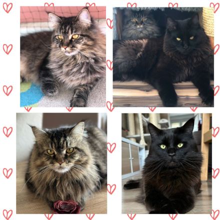 Wunderschöne reinrassige Maine Coon Kitten - weiblich