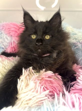 Wunderschöne reinrassige Maine Coon Kitten - weiblich